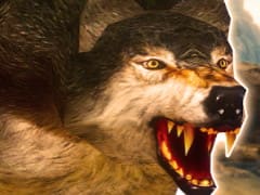 Wolf Simulator 3D